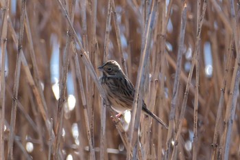 Chestnut-eared Bunting 金井遊水地(金井遊水池) Tue, 1/16/2024