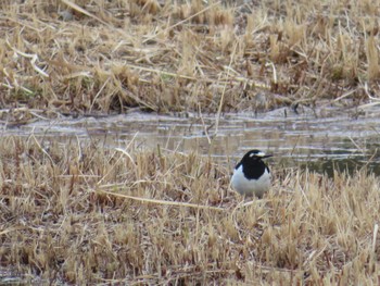 Japanese Wagtail 万博記念公園 Sat, 1/13/2024