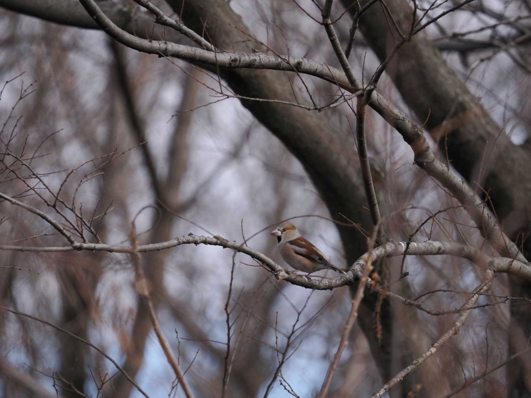 Hawfinch