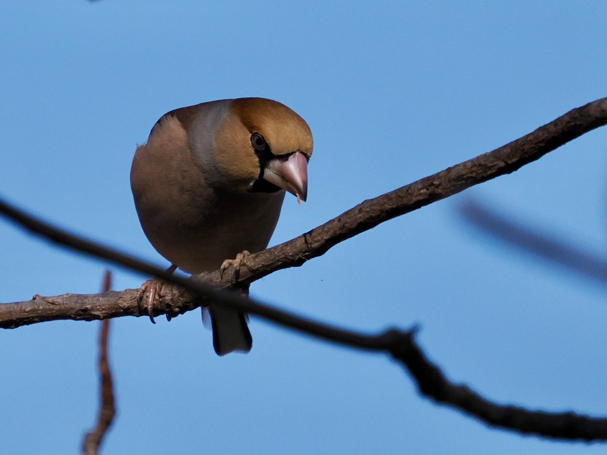 Hawfinch