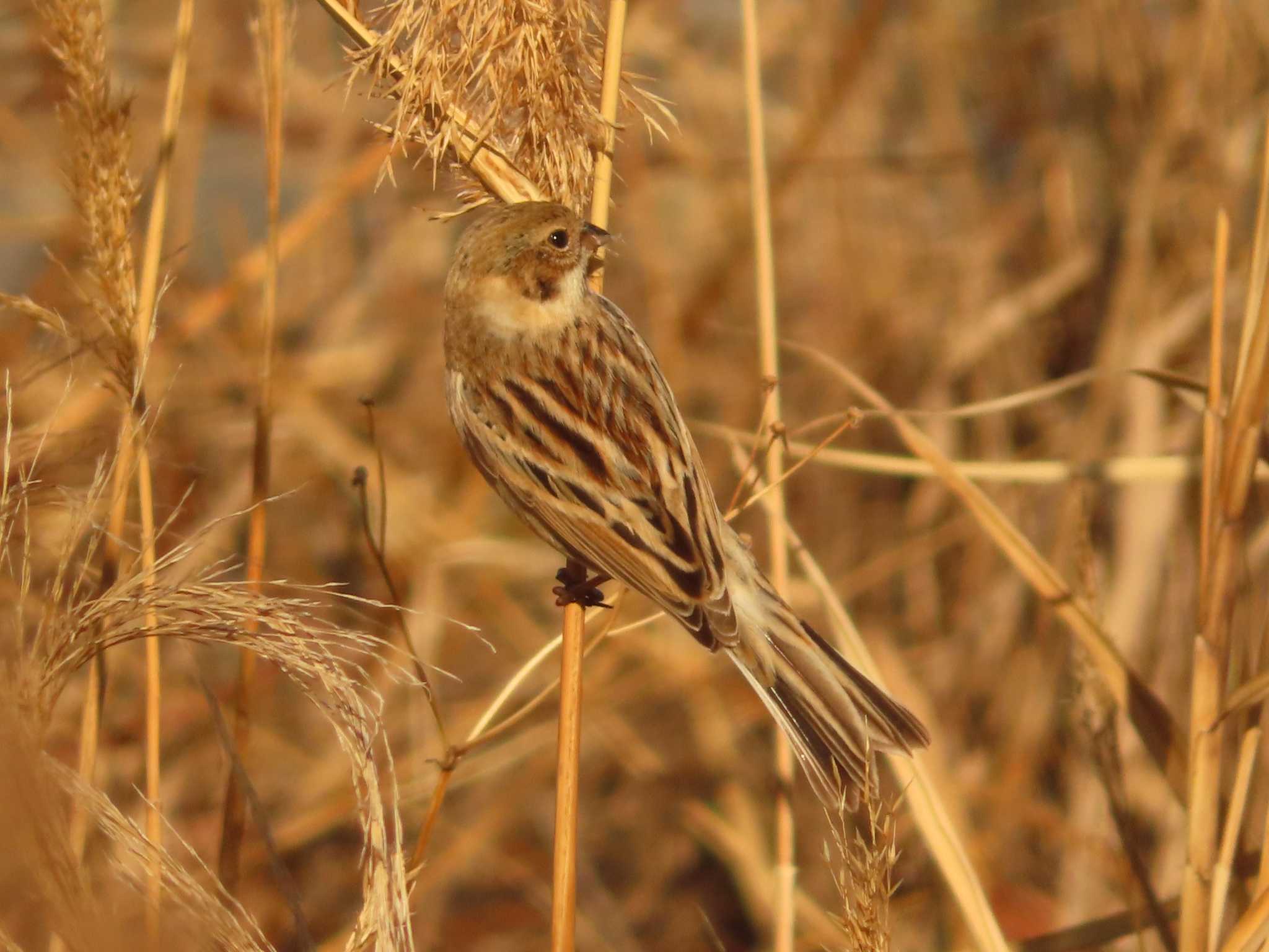 Photo of Pallas's Reed Bunting at 多摩川二ヶ領宿河原堰 by ゆ
