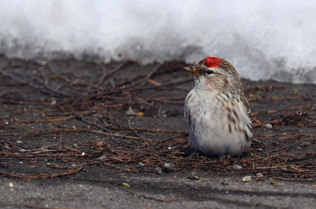 Common Redpoll