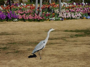 Grey Heron Hibiya Park Tue, 1/16/2024