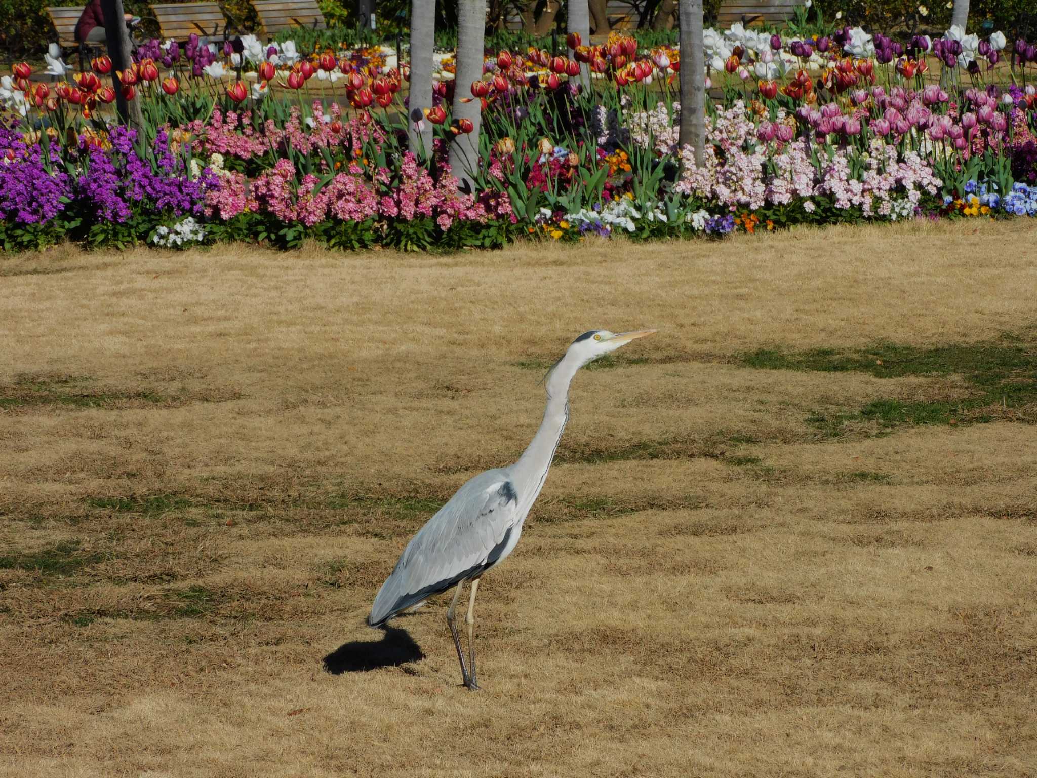 日比谷公園 アオサギの写真 by morinokotori