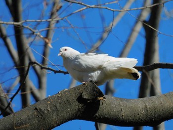 Rock Dove Hibiya Park Tue, 1/16/2024