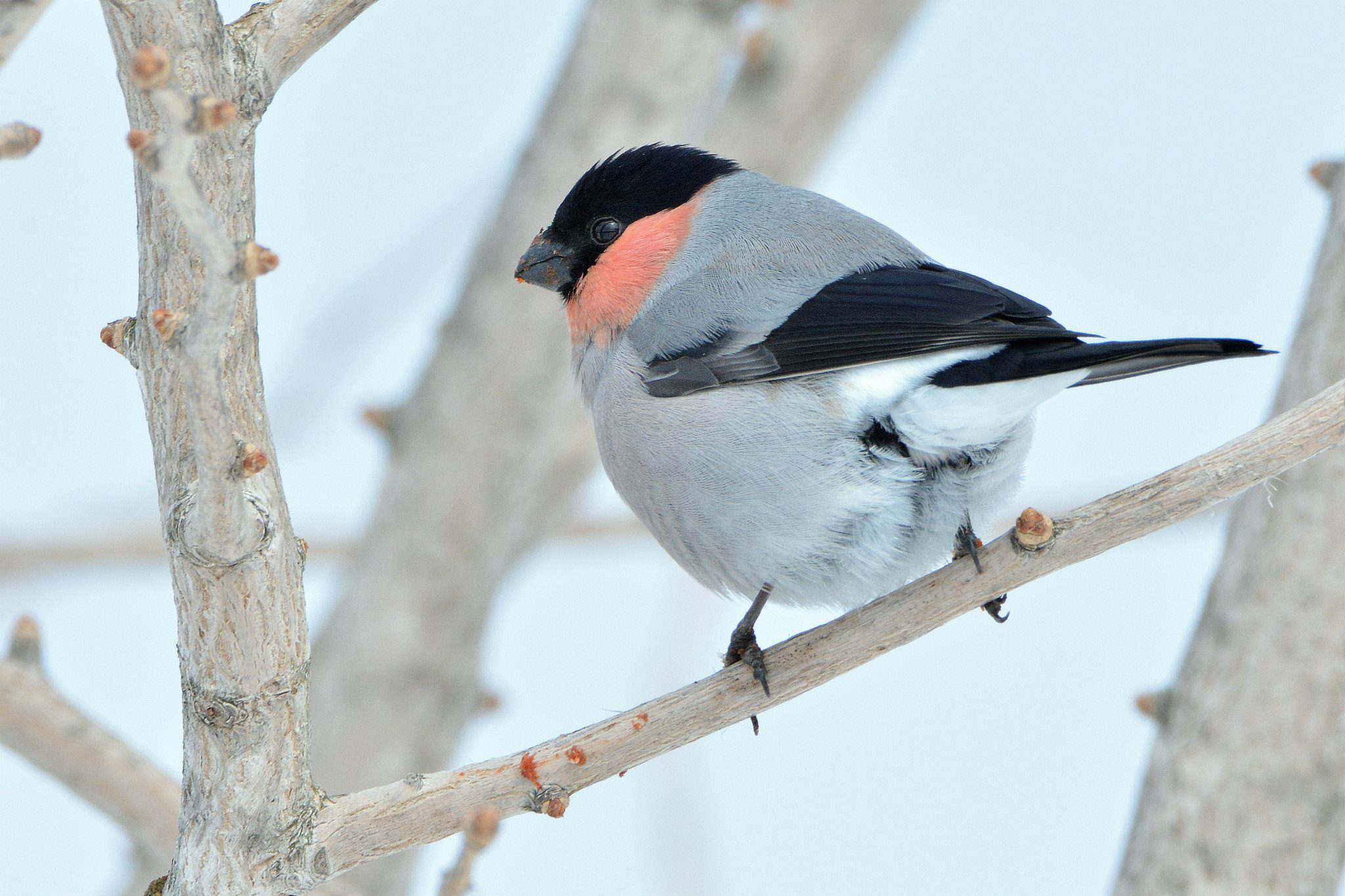 Eurasian Bullfinch