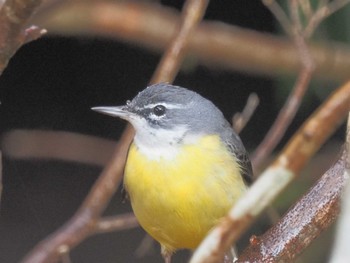 Grey Wagtail おしどりの里 Sat, 1/13/2024