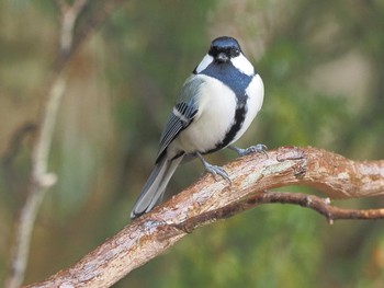 Japanese Tit おしどりの里 Sat, 1/13/2024