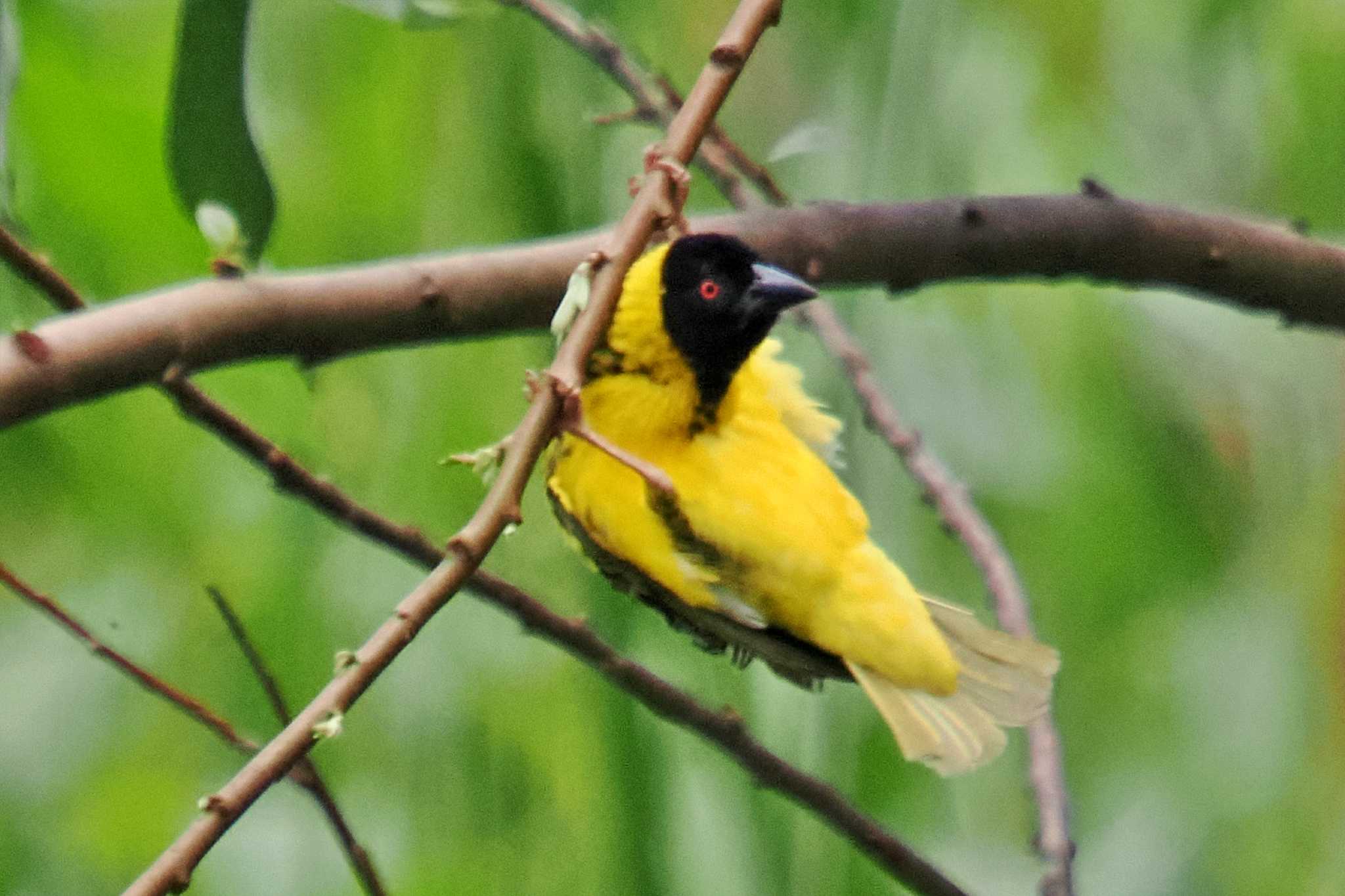 Photo of Village Weaver at Amboseli National Park by 藤原奏冥