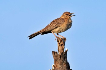 Spike-heeled Lark Amboseli National Park Wed, 12/27/2023