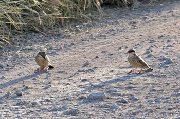 Donaldson Smith's Sparrow-Weaver Amboseli National Park Wed, 12/27/2023