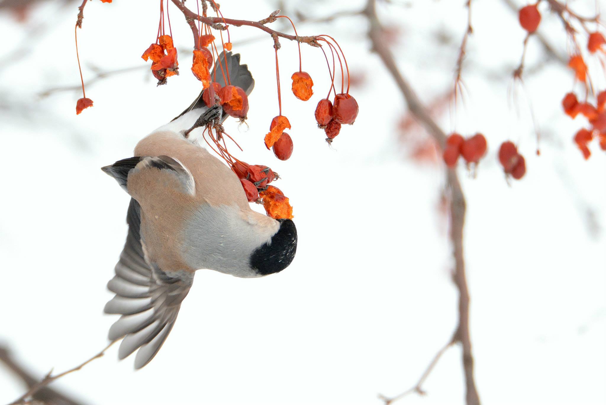 北海道 ウソの写真 by Markee Norman