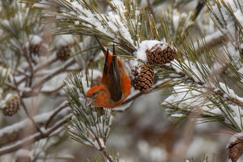 Red Crossbill Unknown Spots Mon, 1/15/2024