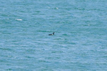 Pelagic Cormorant 大洗 Sun, 1/7/2024