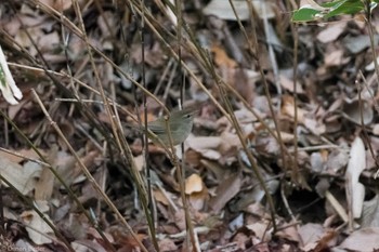 ウグイス 田園調布せせらぎ公園(多摩川せせらぎ公園) 2024年1月13日(土)