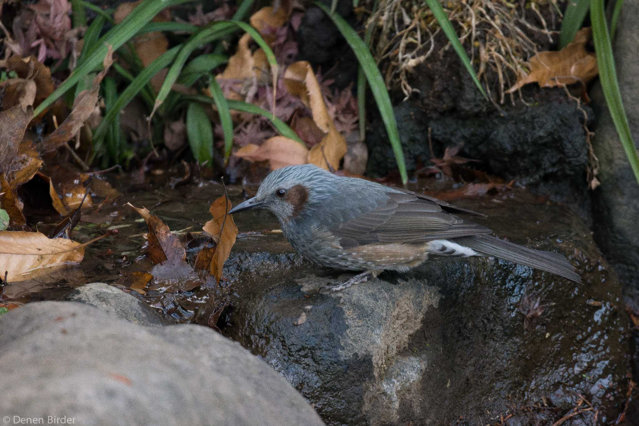 田園調布せせらぎ公園(多摩川せせらぎ公園) ヒヨドリの写真 by 田園Birder