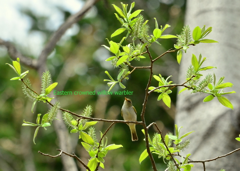 Eastern Crowned Warbler