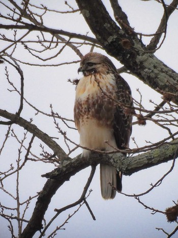 Eastern Buzzard 奈良市水上池 Sun, 1/14/2024