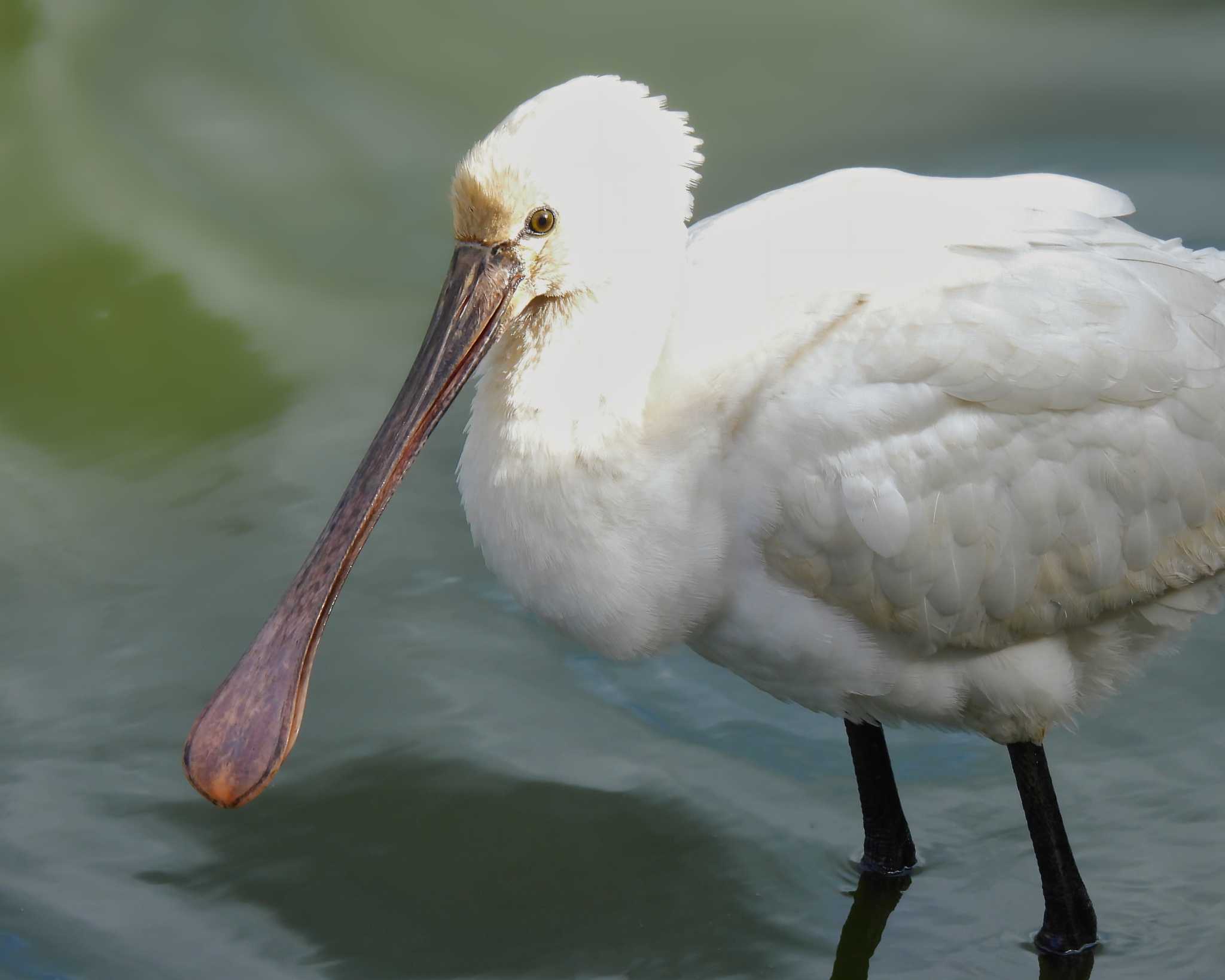 Photo of Eurasian Spoonbill at 奈良市水上池 by nｰ notari