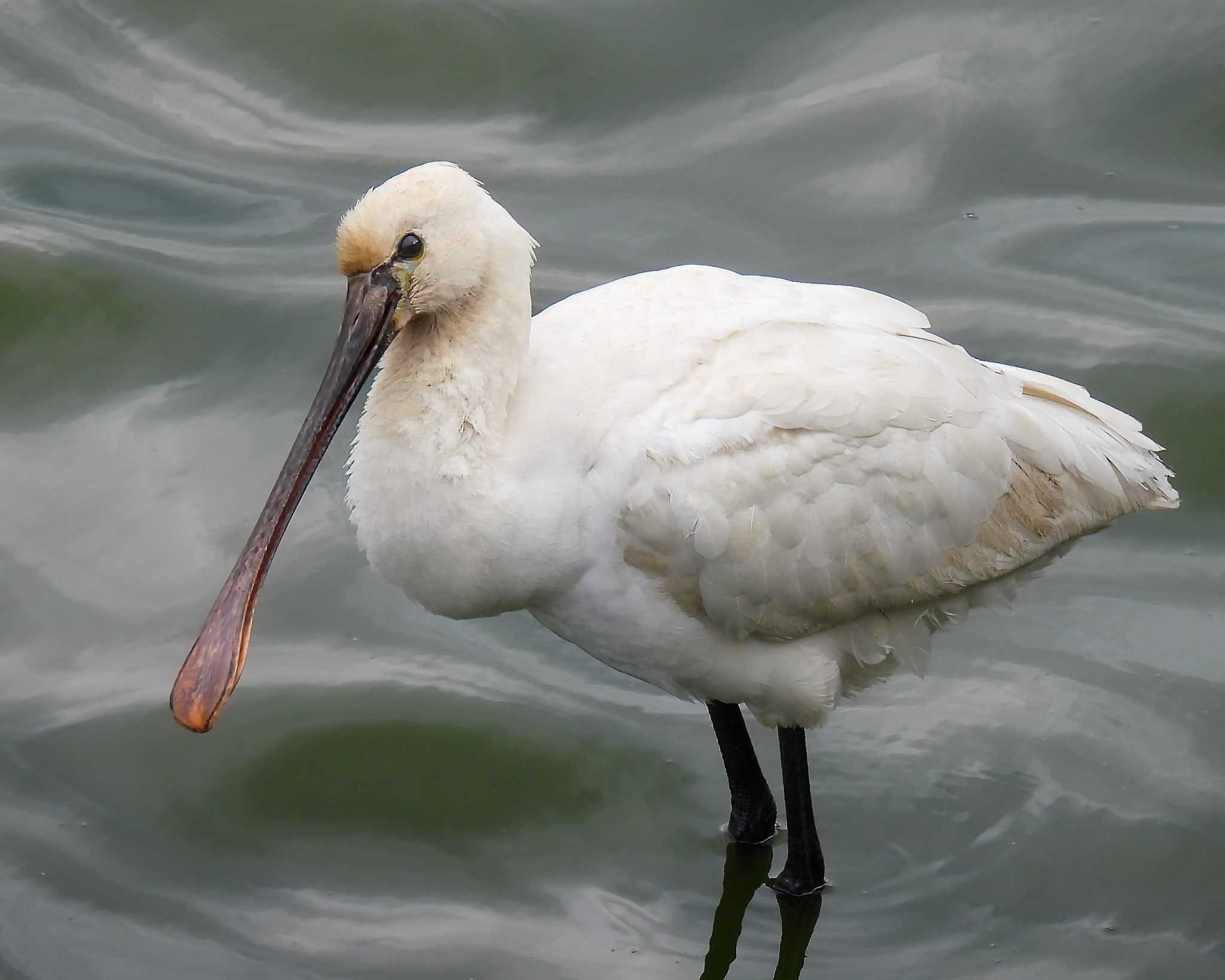 Photo of Eurasian Spoonbill at 奈良市水上池 by nｰ notari