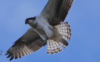 Osprey 城北公園 Tue, 1/16/2024