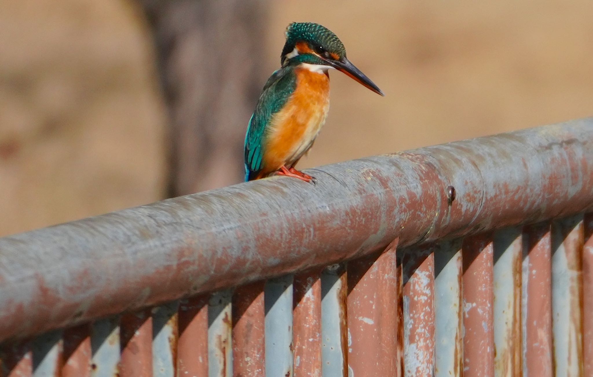 Common Kingfisher