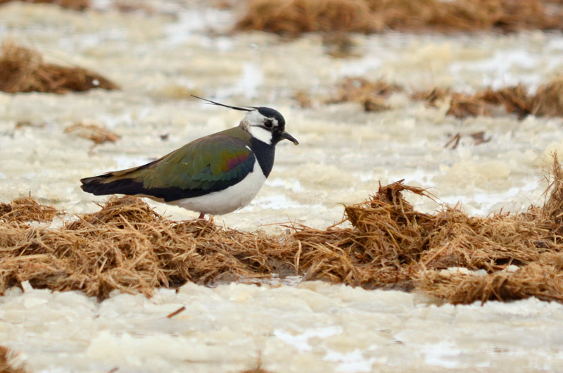 Photo of Northern Lapwing at 北海道 by Markee Norman