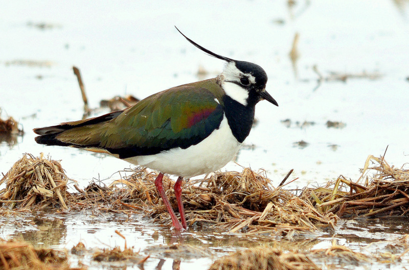 Northern Lapwing