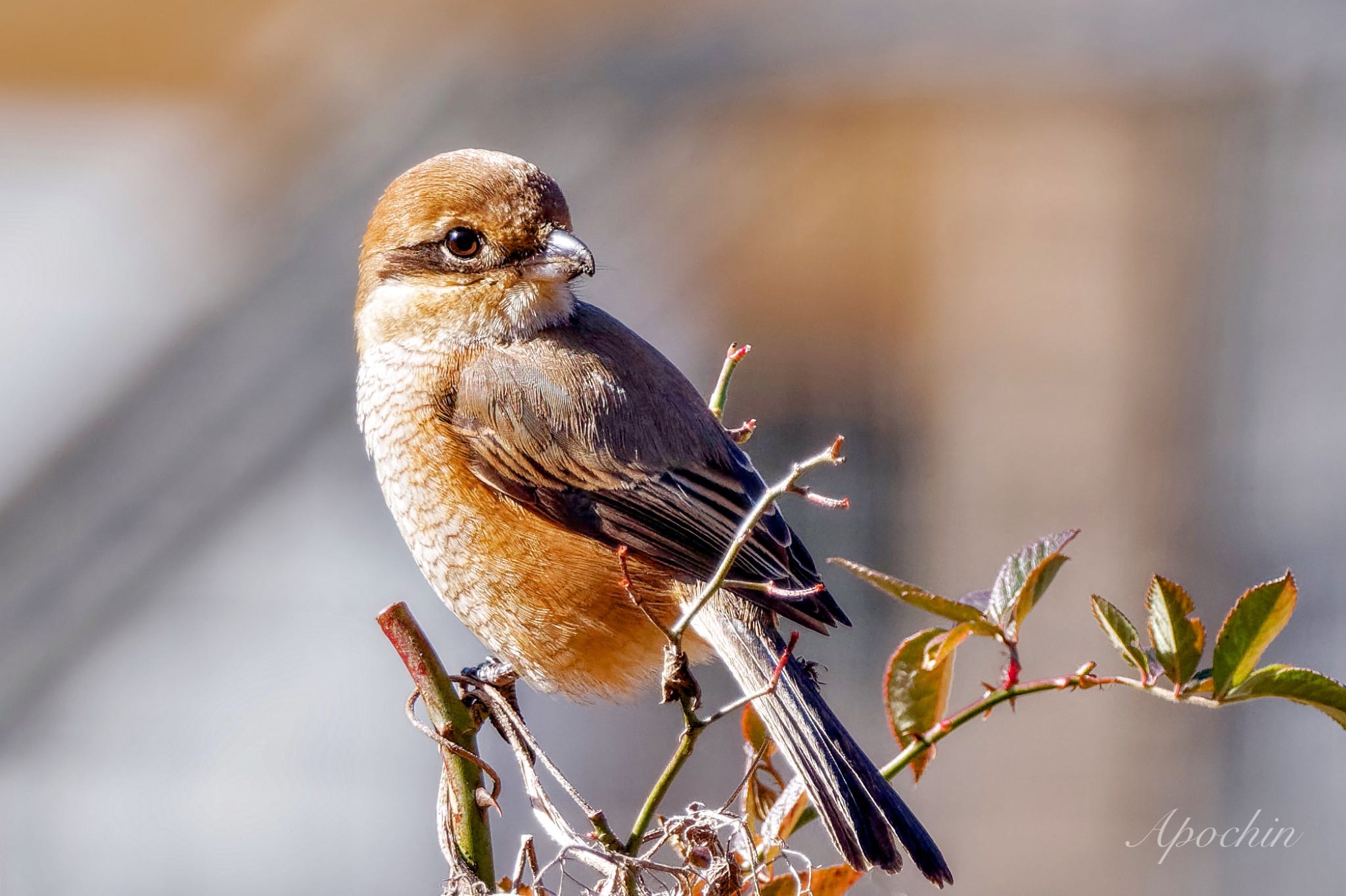 Bull-headed Shrike