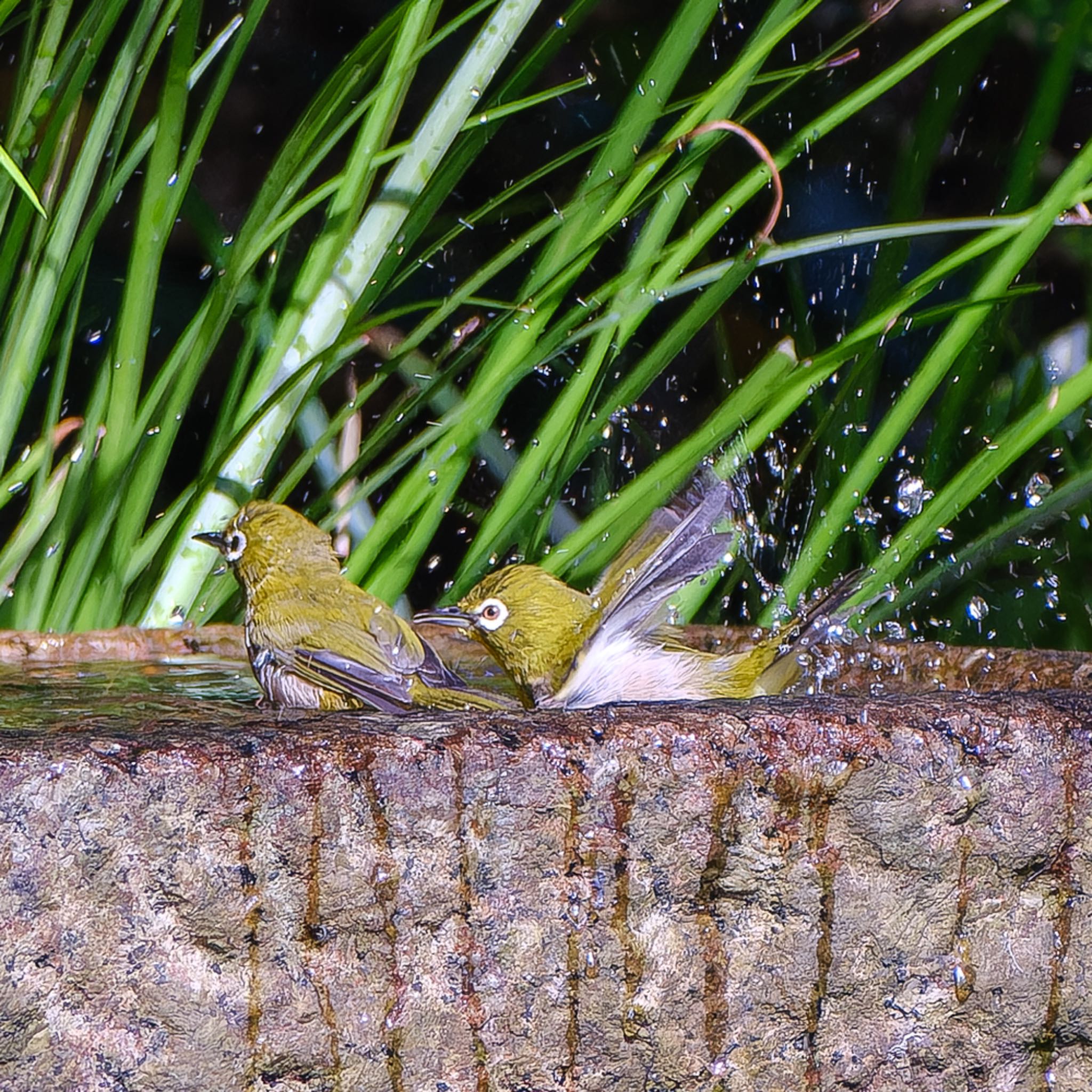 Warbling White-eye