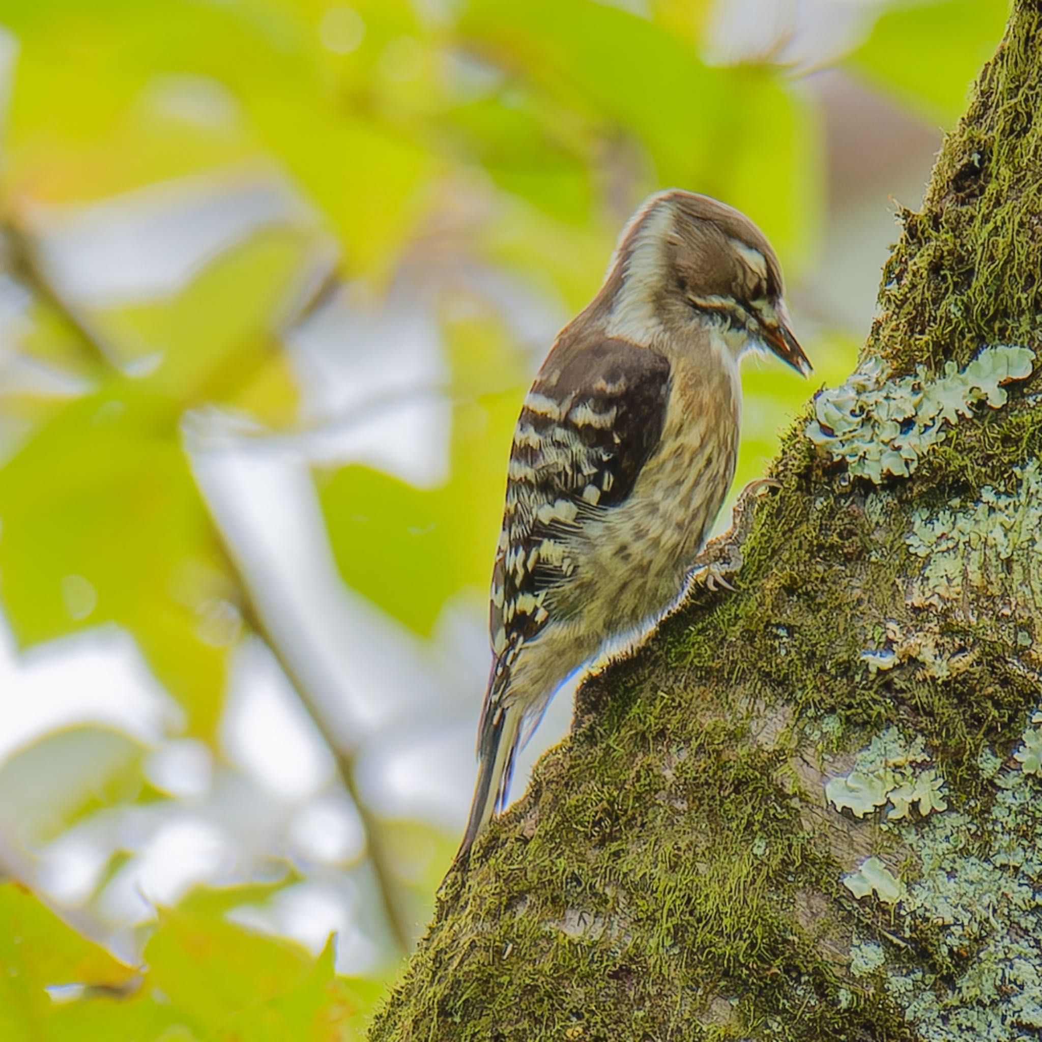 Japanese Pygmy Woodpecker