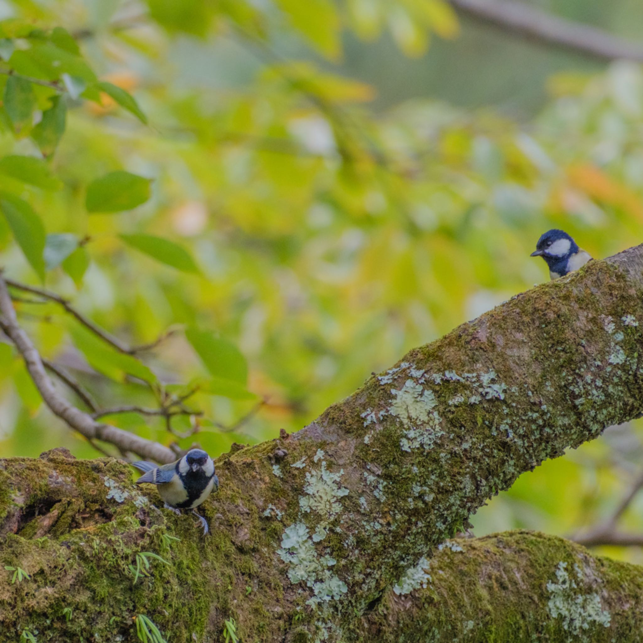 Japanese Tit