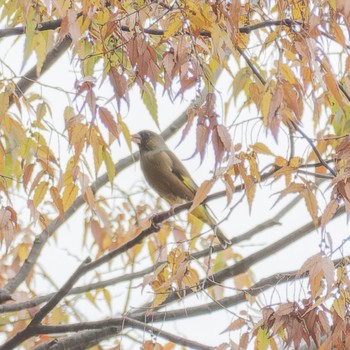 カワラヒワ 京都御苑 2023年10月14日(土)