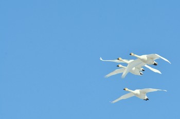 コハクチョウ 北海道 撮影日未設定