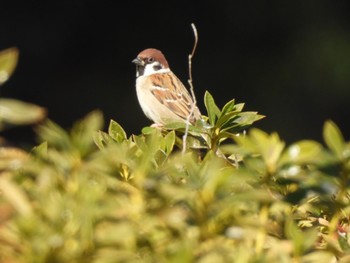 Eurasian Tree Sparrow 小幡緑地 Tue, 1/16/2024