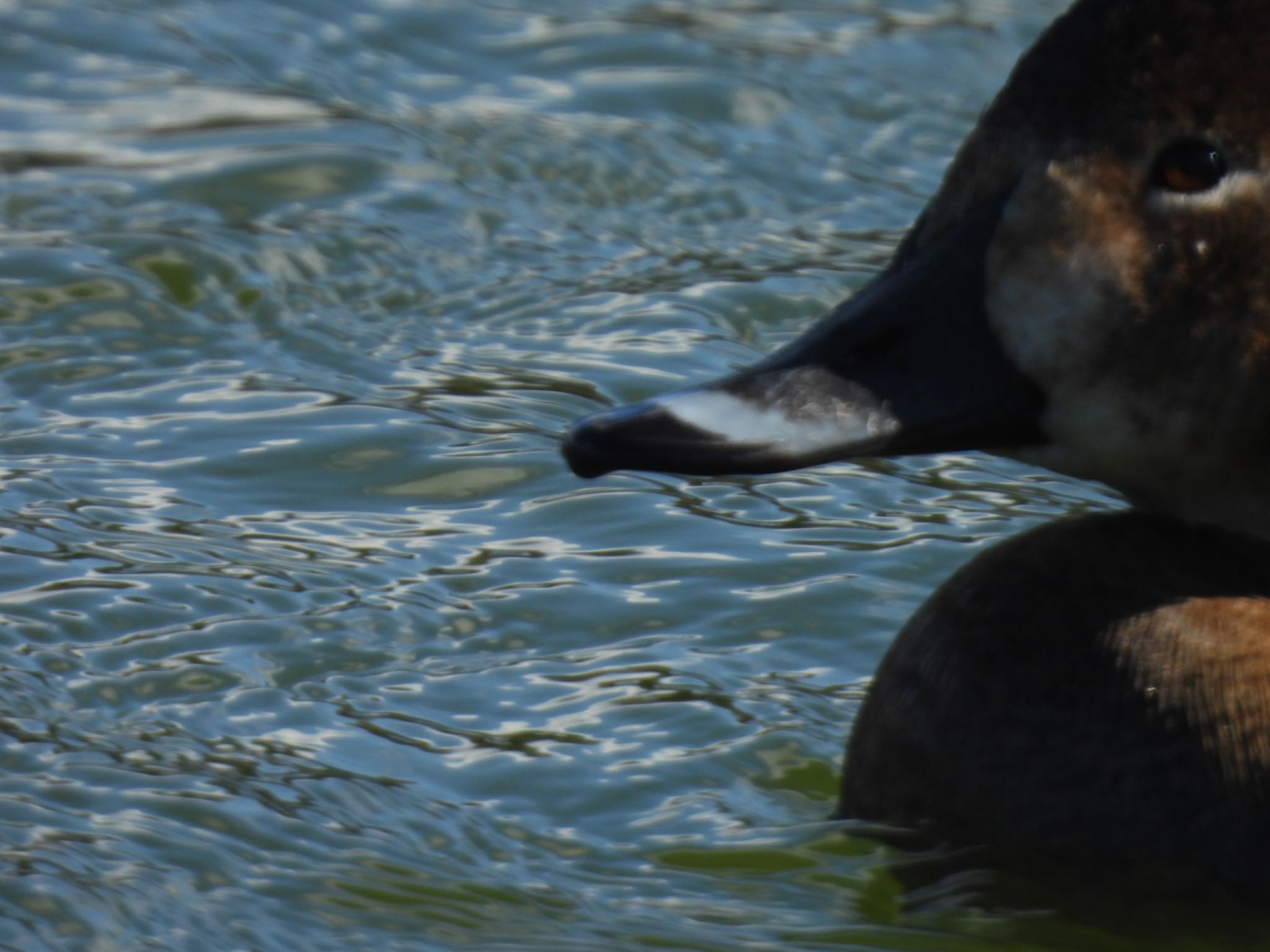 Common Pochard