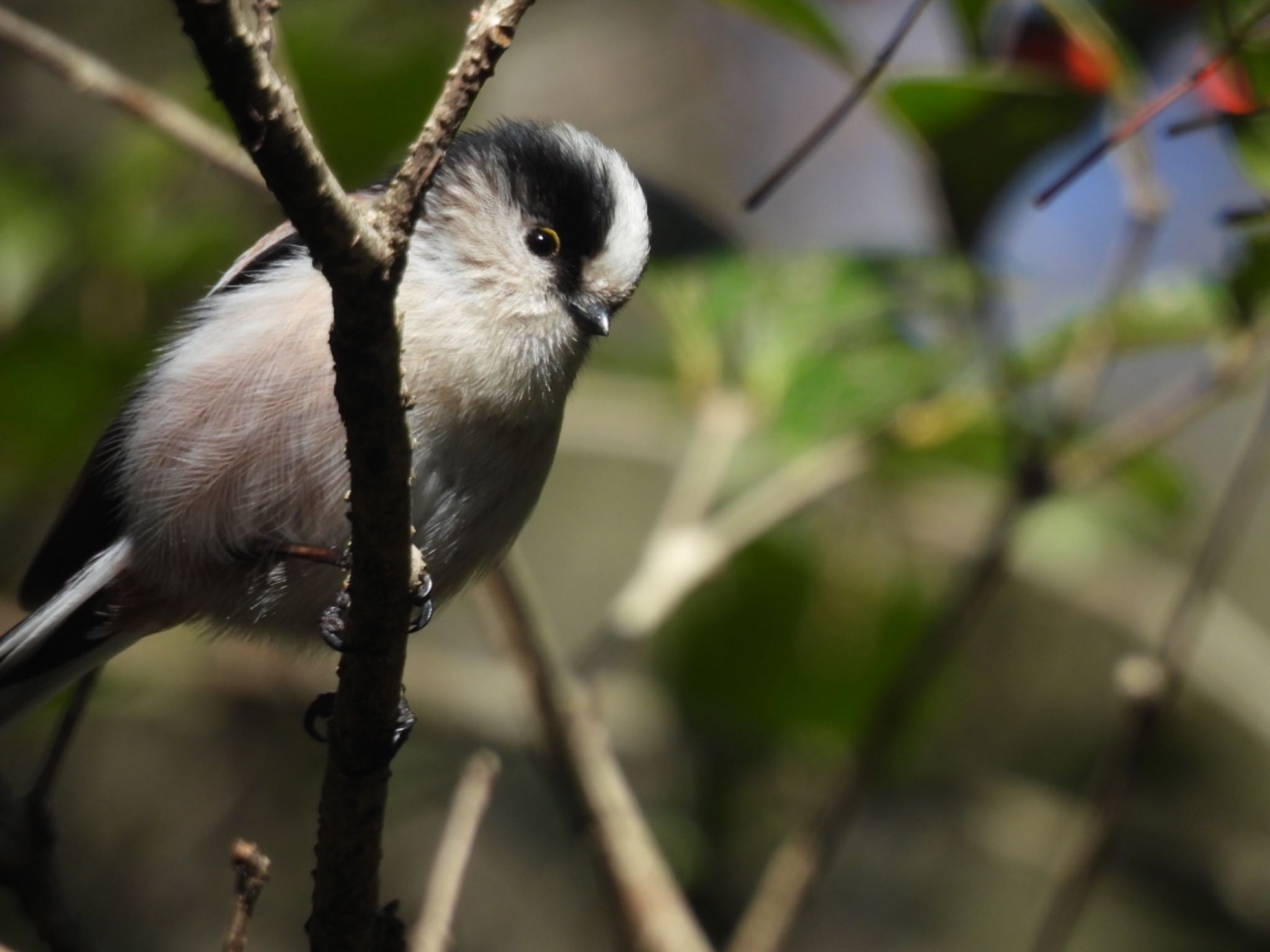 Photo of Long-tailed Tit at 小幡緑地 by ちか