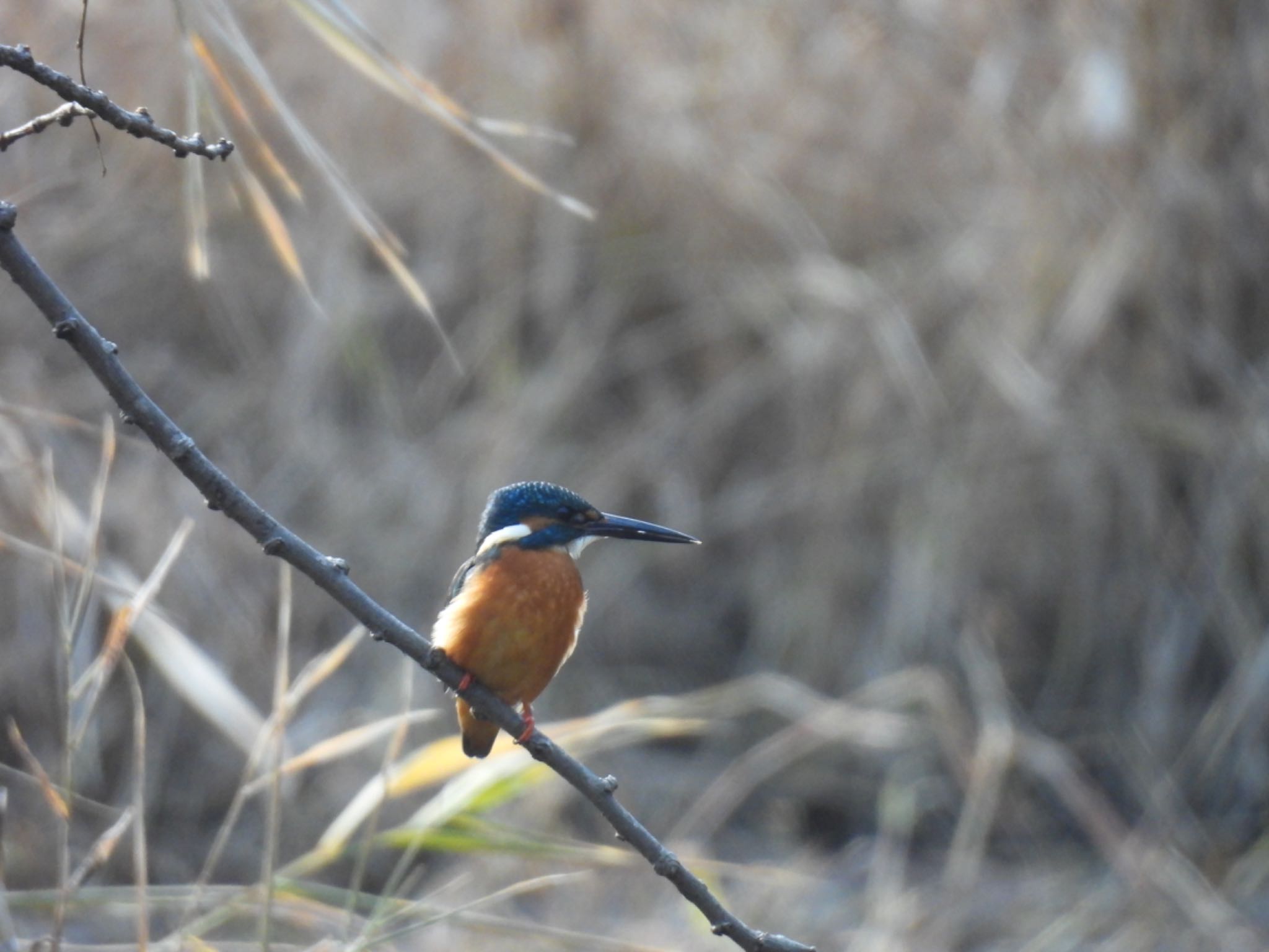 Common Kingfisher