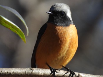 Daurian Redstart 小幡緑地 Tue, 1/16/2024