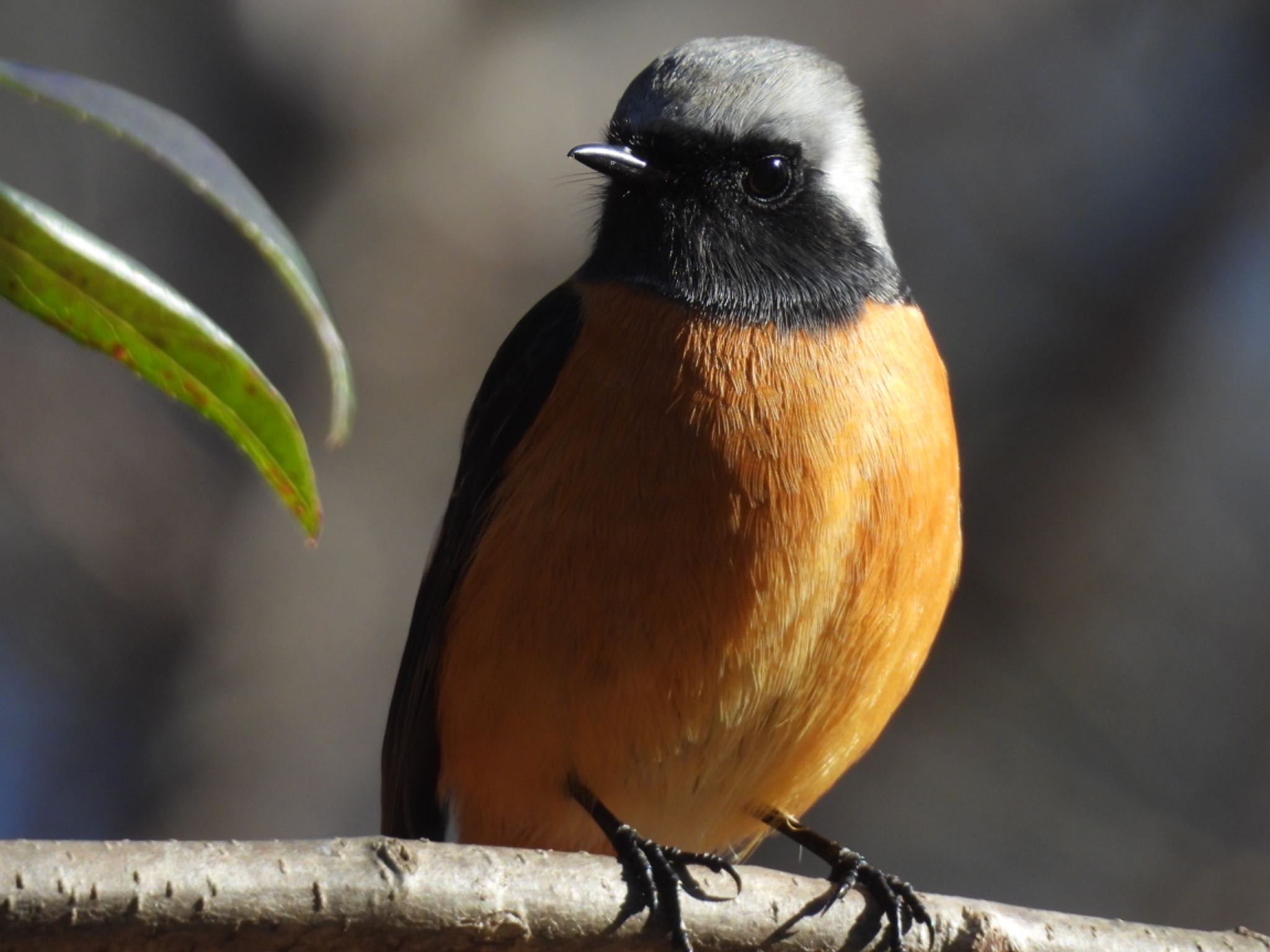 Daurian Redstart