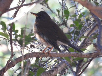 Pale Thrush 小幡緑地 Tue, 1/16/2024