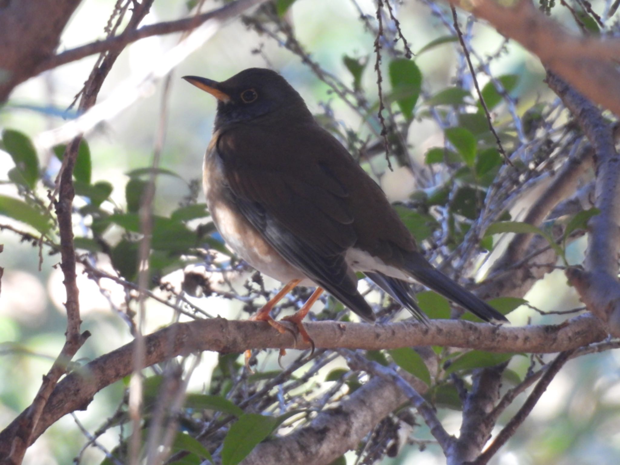 Pale Thrush