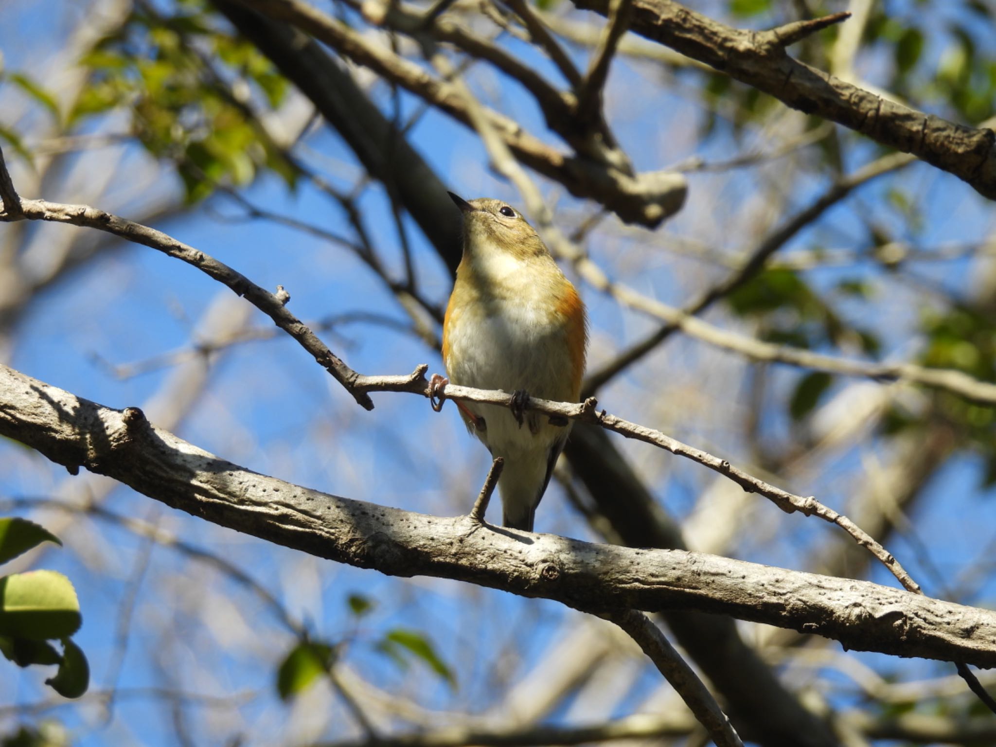 Red-flanked Bluetail