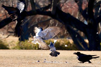 Sun, 1/14/2024 Birding report at Akigase Park