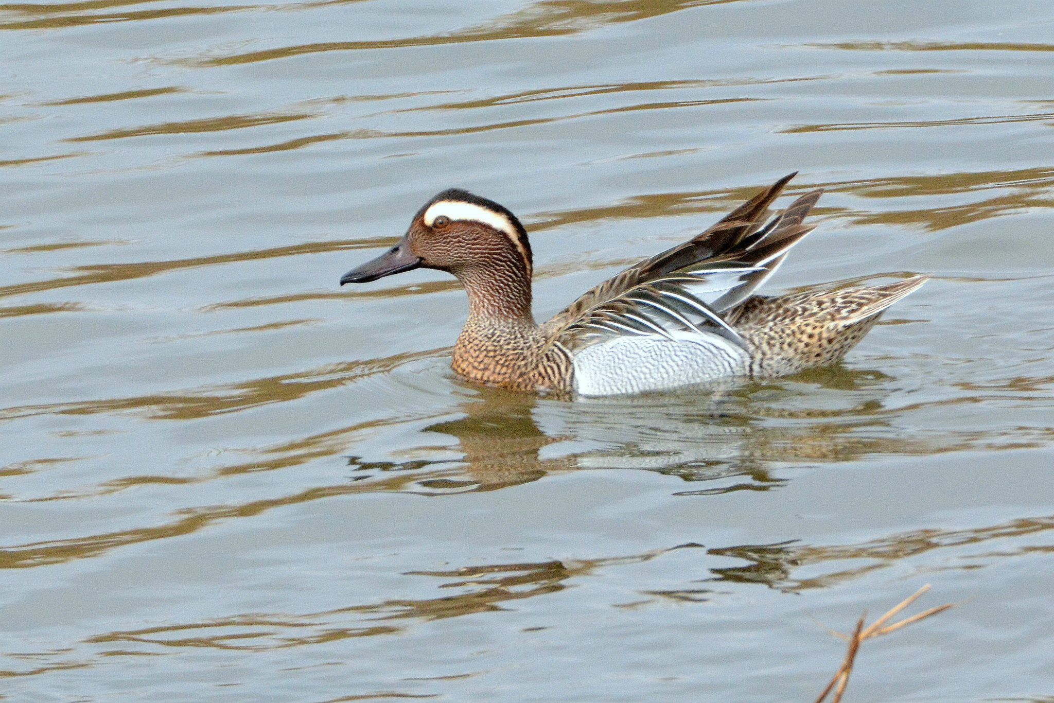 Photo of Garganey at 北海道 by Markee Norman