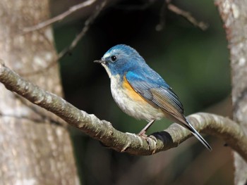 2024年1月16日(火) 大町自然観察園の野鳥観察記録