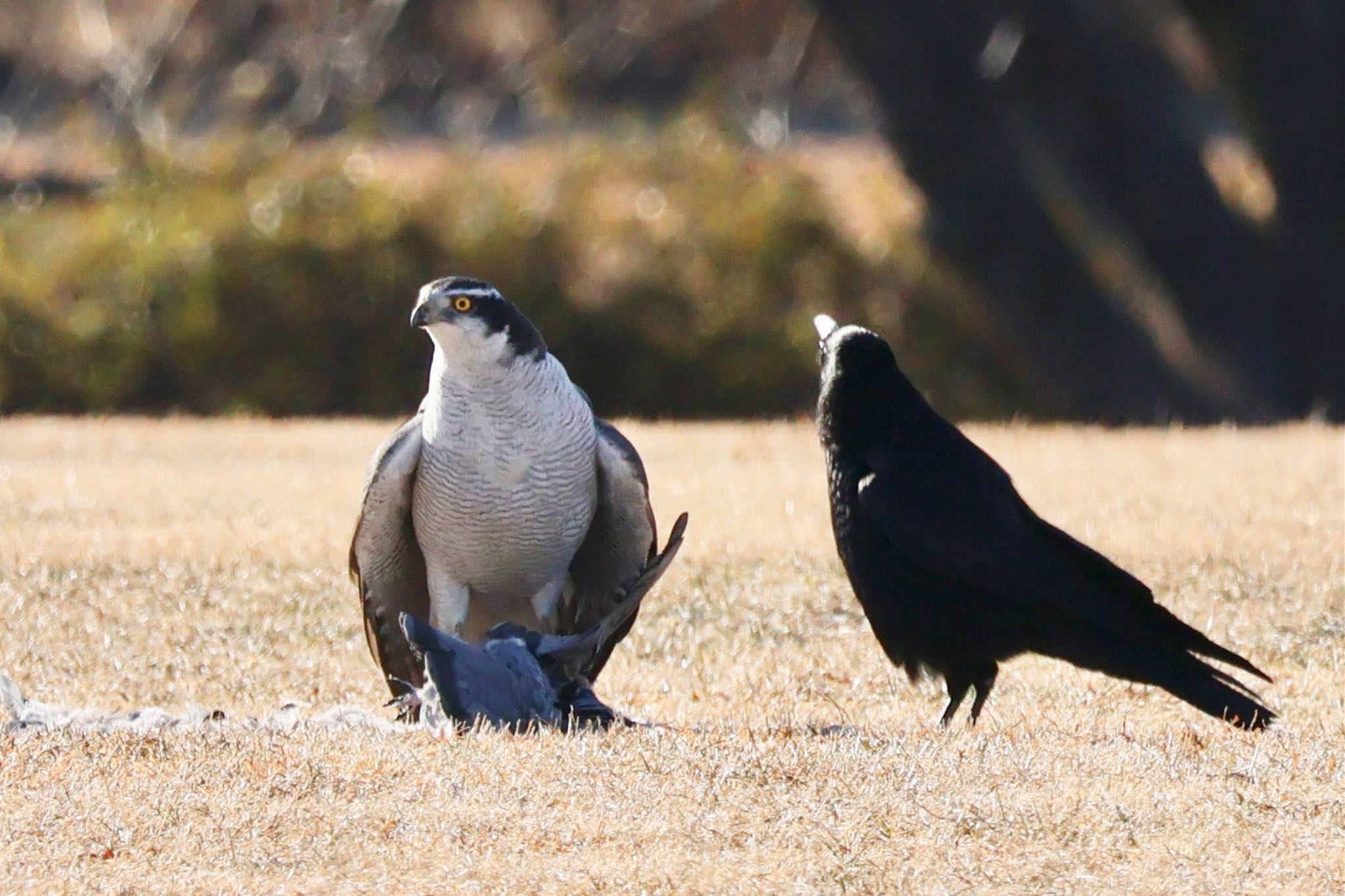 1/3 この鳩、逃げ切ります。 by カバ山PE太郎