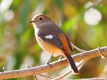 Daurian Redstart 厚木七沢森林公園 Sun, 1/7/2024