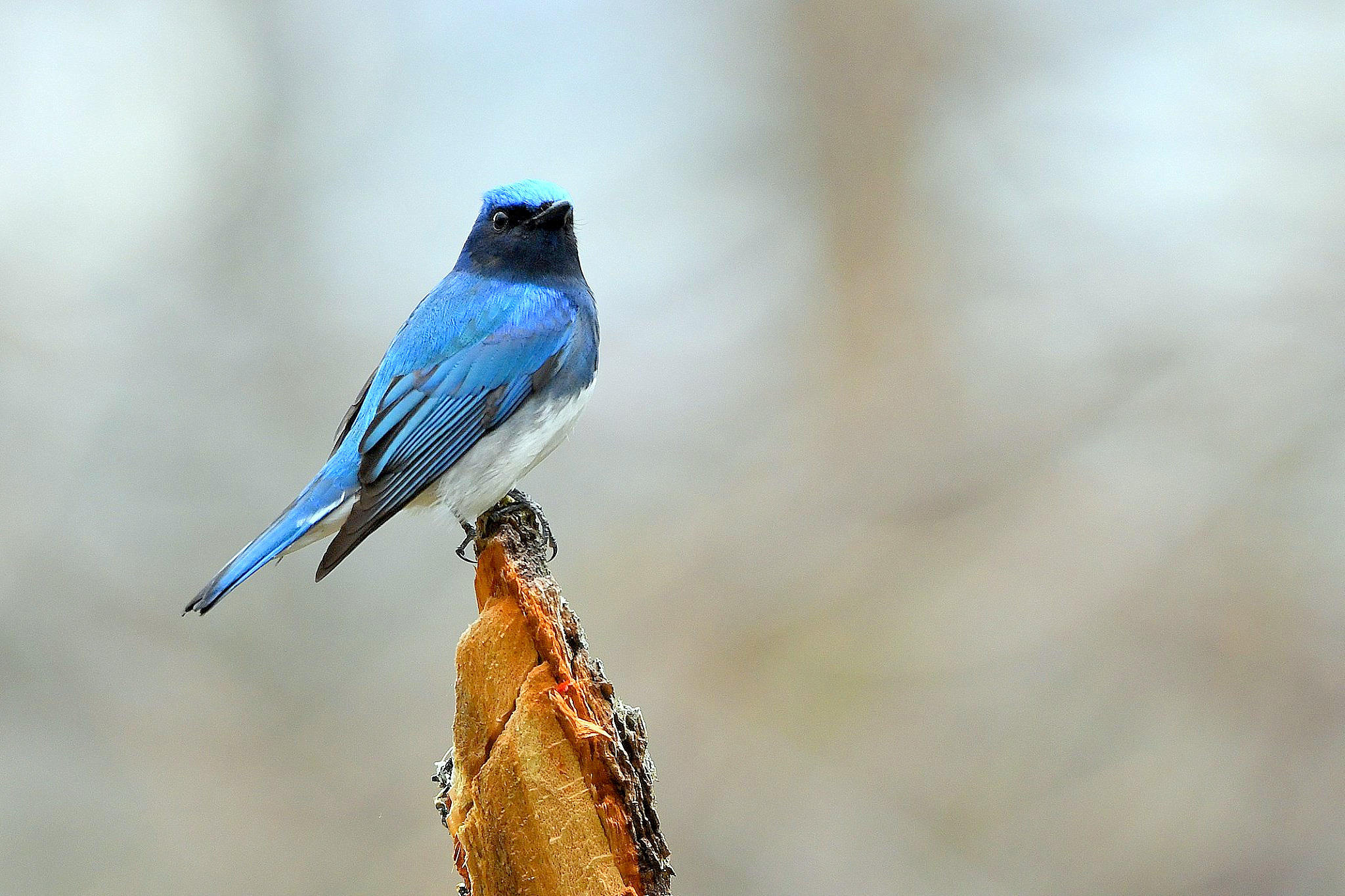 Photo of Blue-and-white Flycatcher at 北海道 by Markee Norman