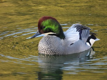 Falcated Duck 岡山金光丸山公園 Sun, 1/14/2024